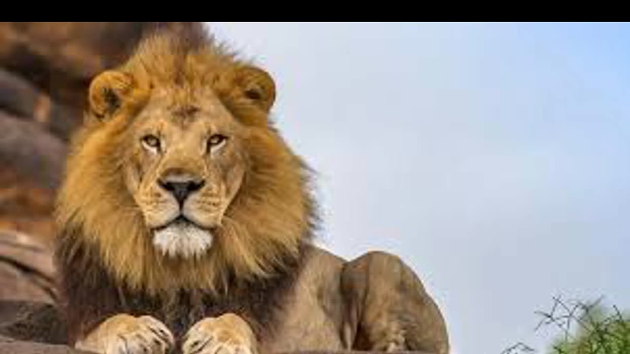 lion amazing