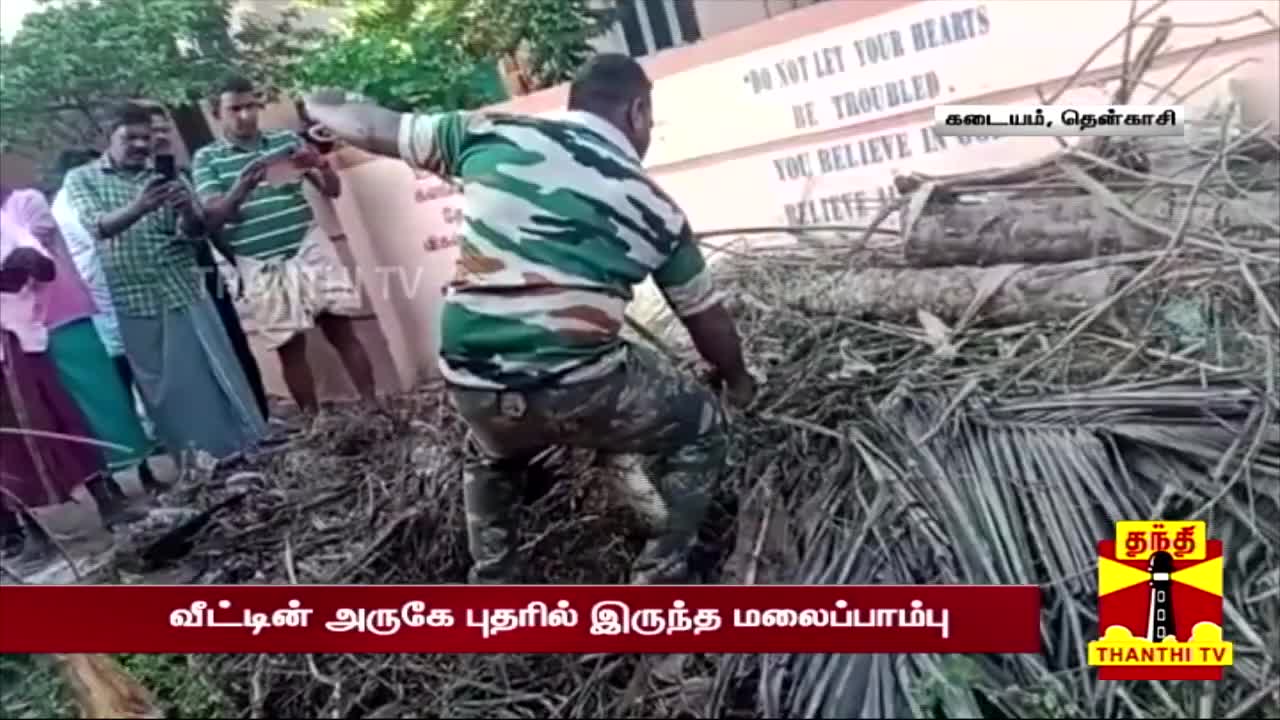 புதரில் பதுங்கி இருந்த மலை பாம்பு - தென்காசியில் பரபரப்பு | snake