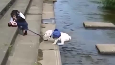 the monkey took the dog for a walk