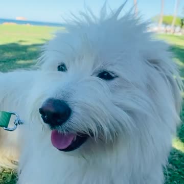 cute white dog 😍