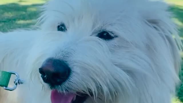 cute white dog 😍