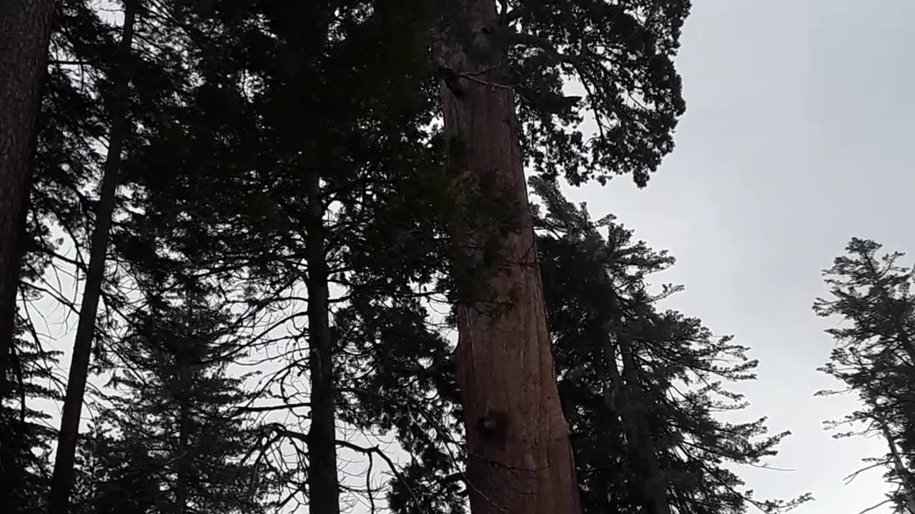 Sequoia National Park at the "Grand Grove" of Giant trees. 5/8/23 CA