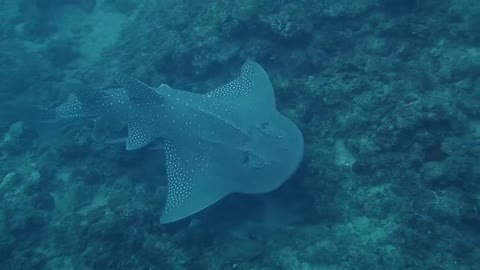 A stingray is looking for food, it looks quite strange