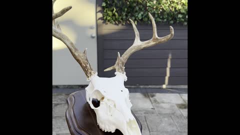 New European mounts WHITETAIL BUCK