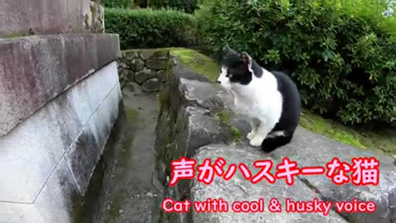 Cute cow cat in the garden