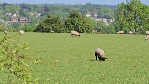 Goat frams in London