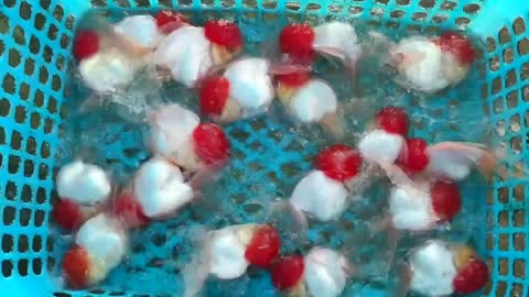 Best quality goldfish collection at goldfish farm-2