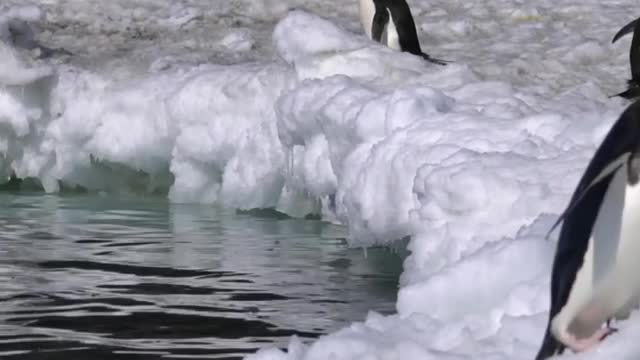 Penguins jumping out of water