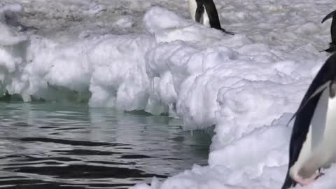 Penguins jumping out of water