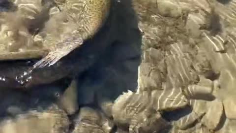 big fish are cool!
