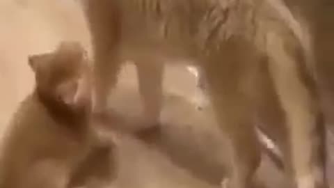 Funny animal videos 🤣🤣🤣🤣