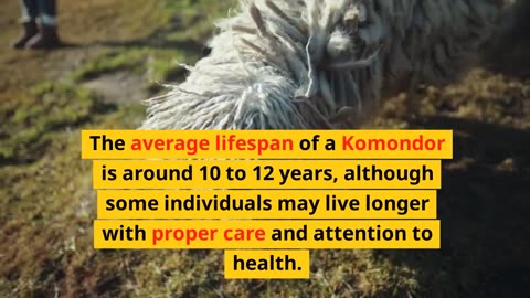 Komondor Puli Dog Facts