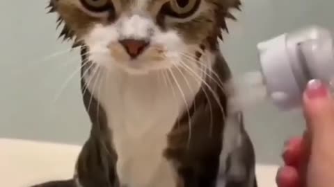 This cat looks so strange while taking a bath, isn't it_ #shortsfeed #unitedstates