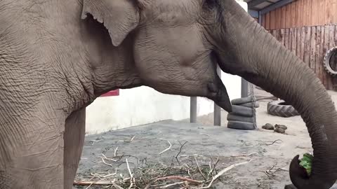 Elephant vs. Watermelon