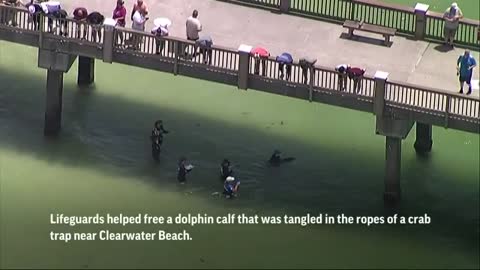 Dolphin freed from crab trap ropes in Florida_Cut