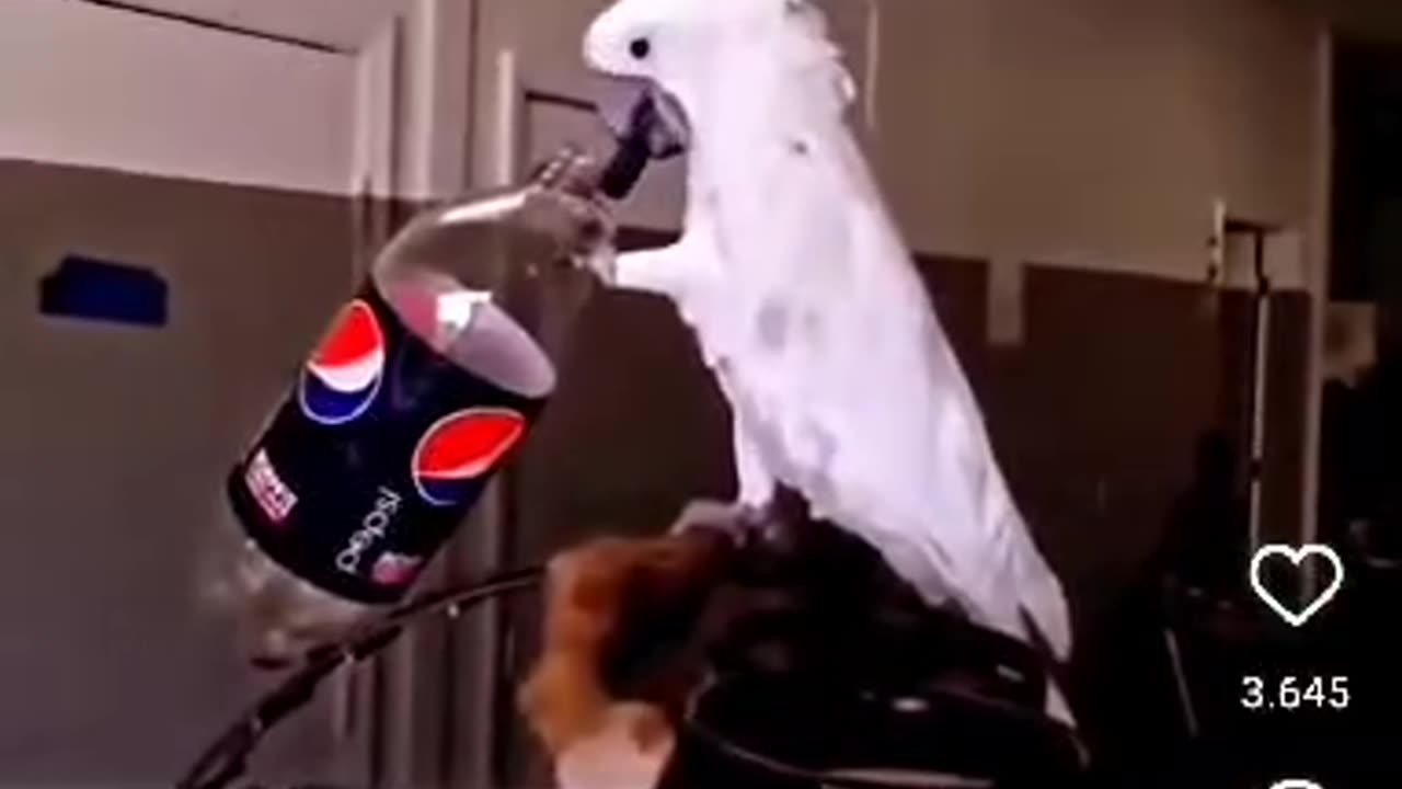 The Parrot that Opens and Drinks a Coca Cola!