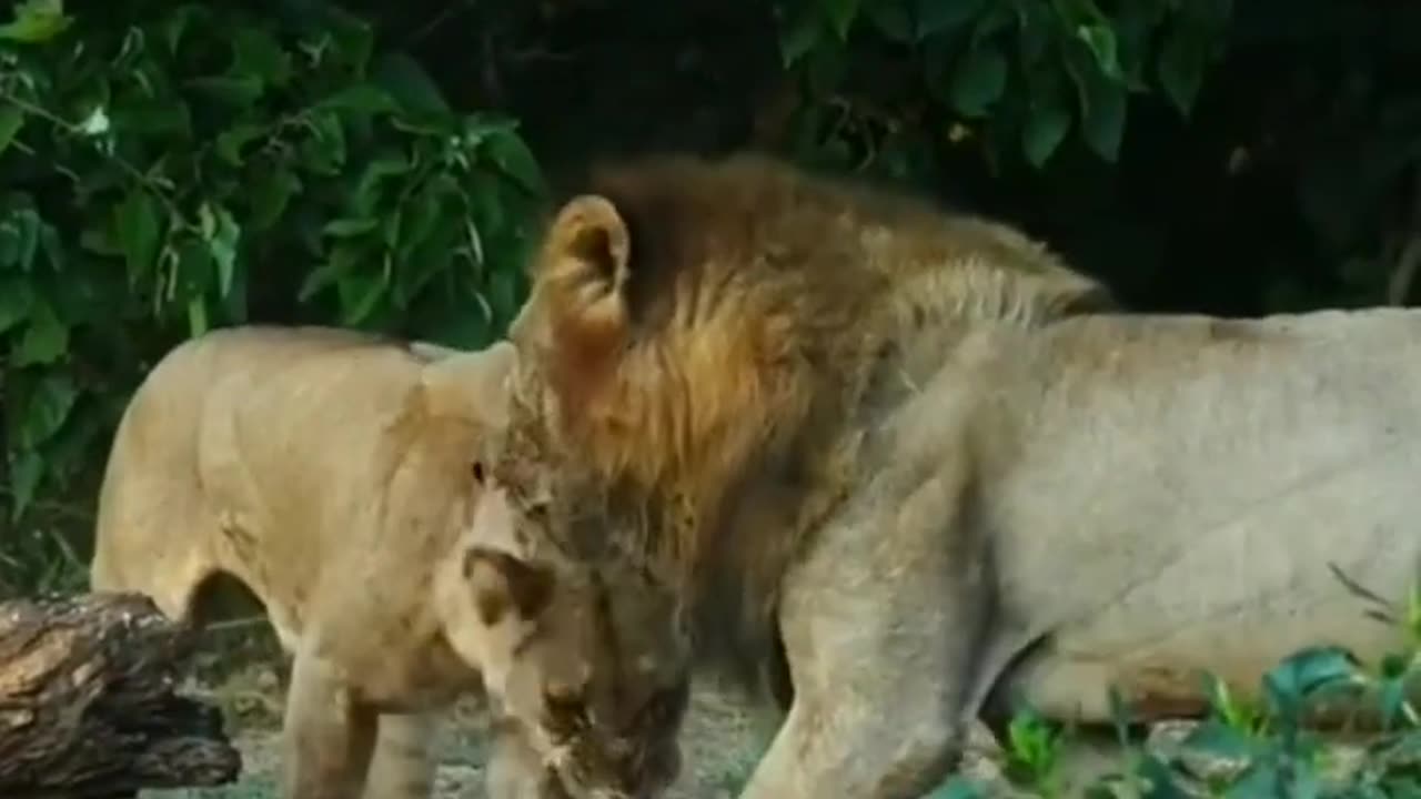 Lion vs Lioness Roaring | save Animals | love Animals | nature lover |