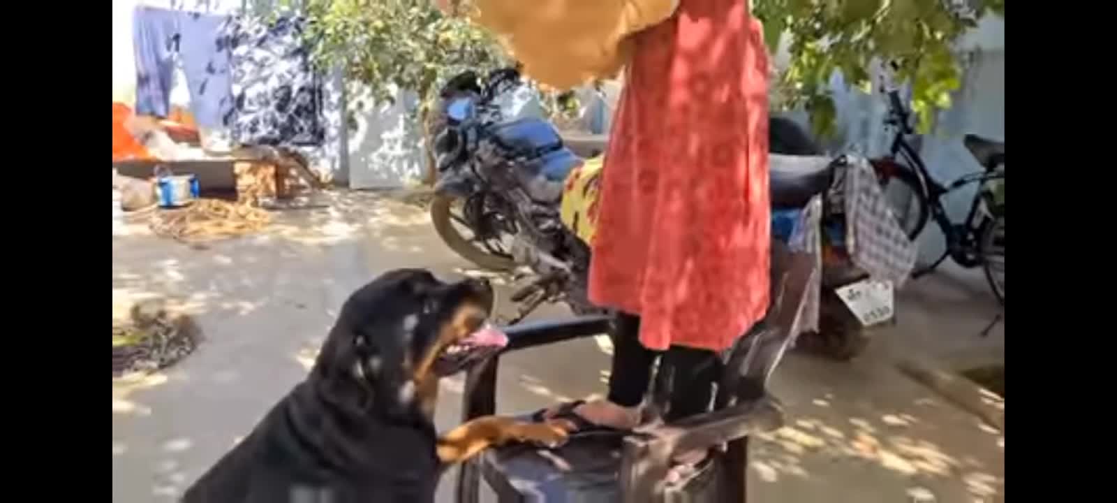 Anshu destroyed Jerry s favourite teddy cute dog