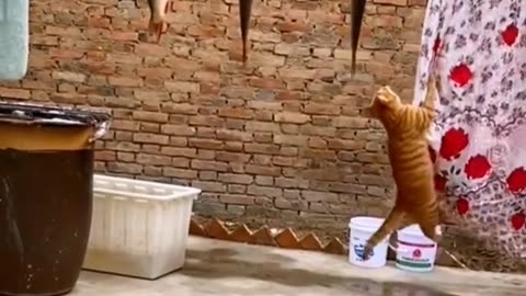Funny Cat Best Reaction Video 2023