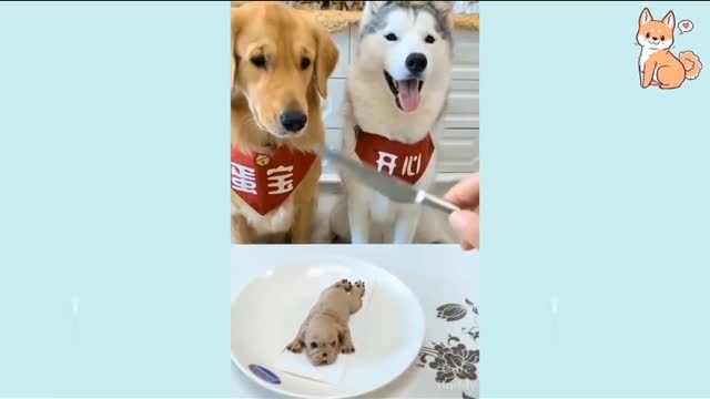 It's Time to laugh with Dogs life 😂🐶 Funny dogs 2021