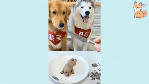 It's Time to laugh with Dogs life 😂🐶 Funny dogs 2021