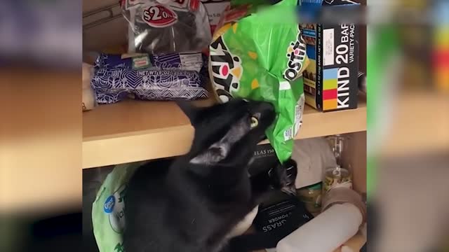 Vídeo de Animais Engraçados - Melhores Vídeos de Gatos😹 e Cachorros🐶 do Mês de 2022-7