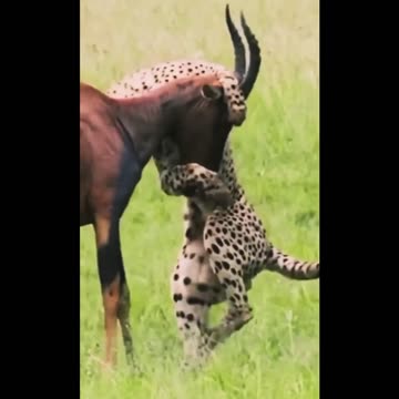 How Fast Cheetah Hunting Skills