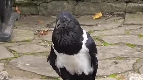 Raven Asks if You're Alright🙏