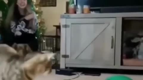 funny cats videos 2023 that looks like play and fun in home with other cats
