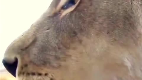 Amazing shot wild animal 2