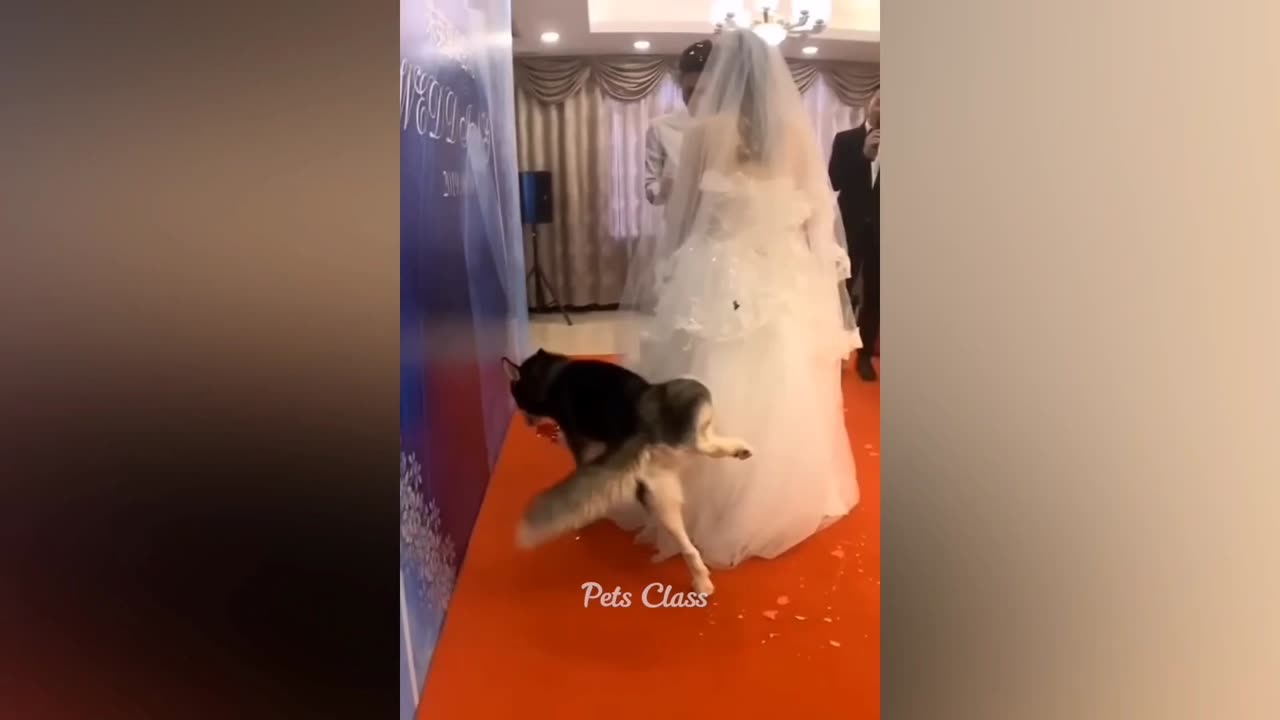 Funniest Animal Videos😂 - Funny Cats😹 and Crazy Dogs🐶 Videos 2023