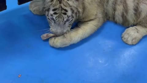 Little tiger