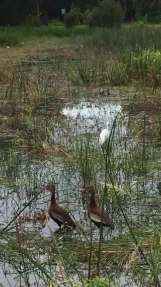 Two duck families and a great egret