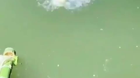 This is a beautiful and charming water-dwelling species