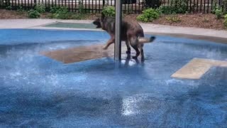 Happy doggy never gets tired of playing in the water