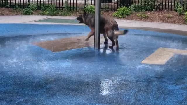 Happy doggy never gets tired of playing in the water