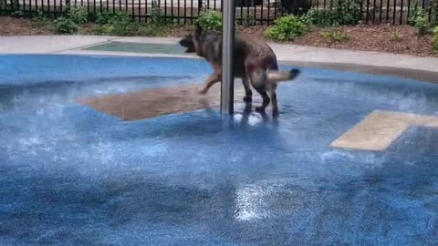 Happy doggy never gets tired of playing in the water