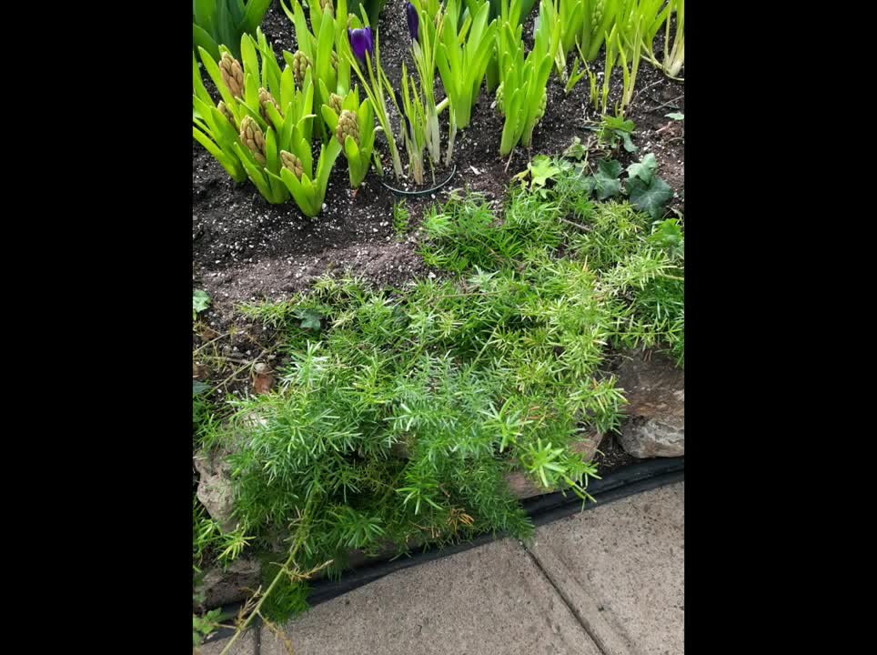 Centennial Park, Greenhouse