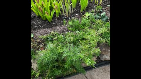 Centennial Park, Greenhouse