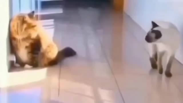 Funny cats