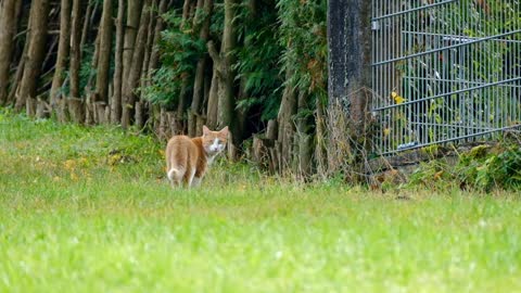 Cat Animal Pet Cute Walk Nature Sweet