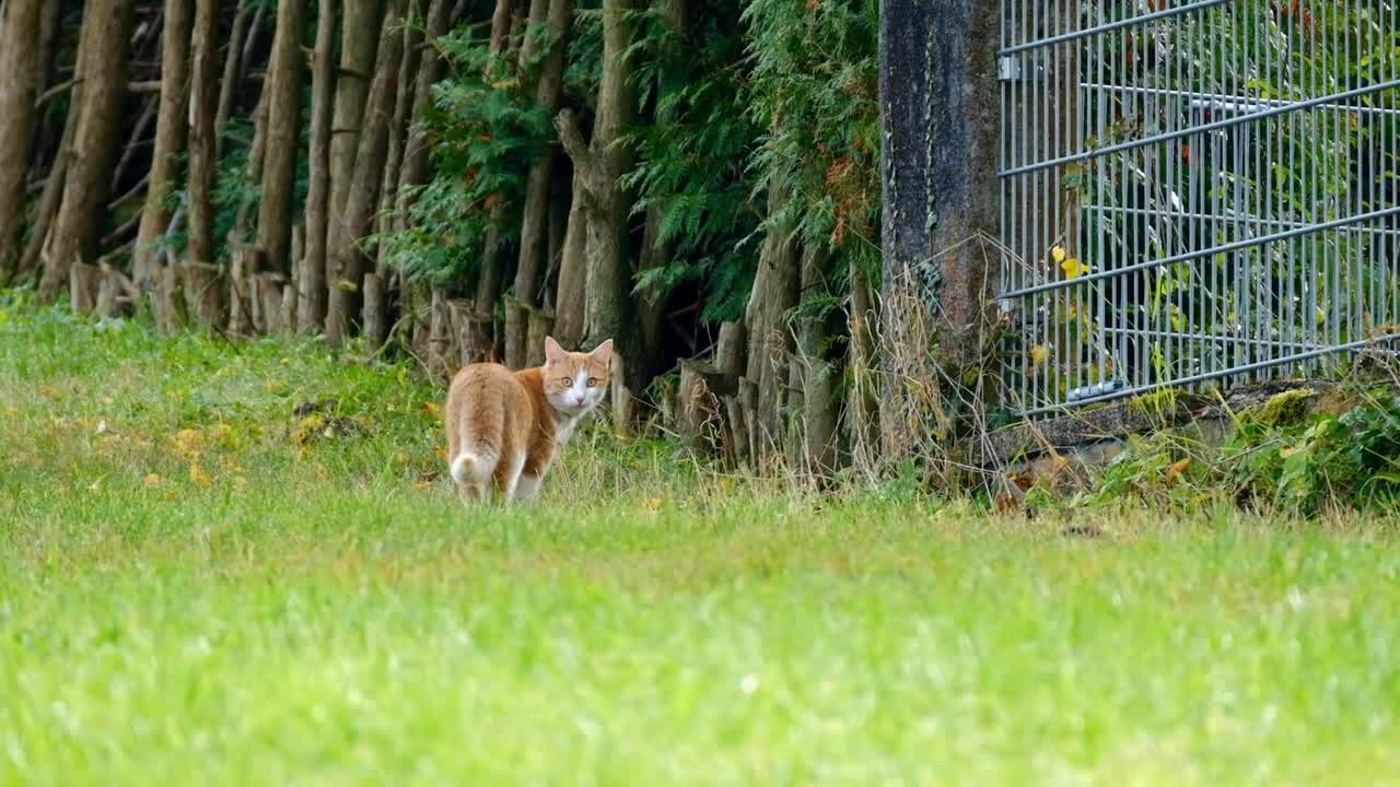 Cat Animal Pet Cute Walk Nature Sweet