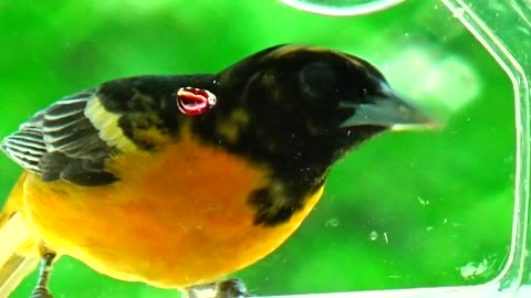 Oriole