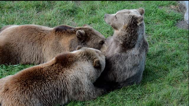 #Bear Swims Just and playing Like a Kid and Loves to Belly Flop into Pool and ground.