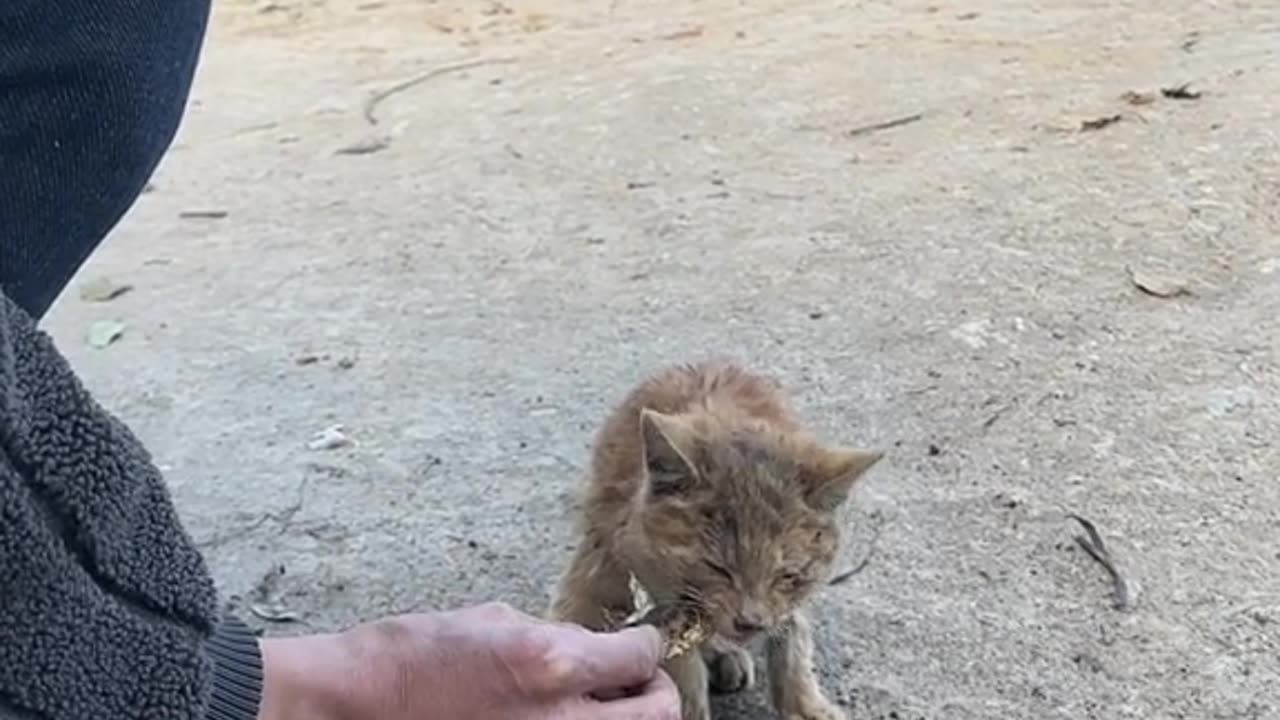 Man saves cat life 😘