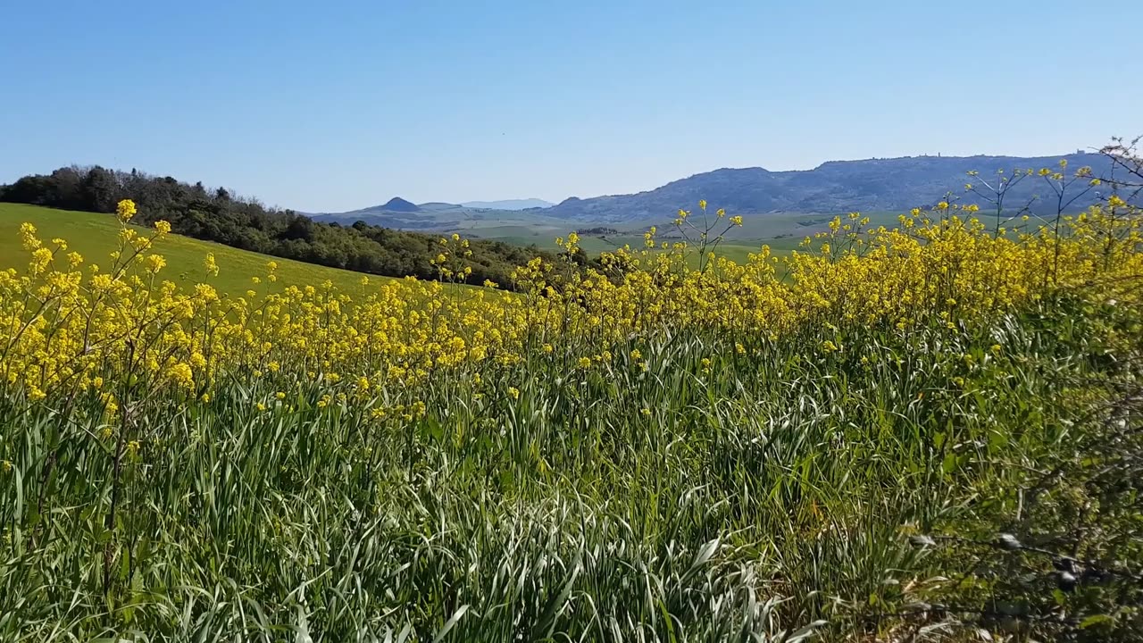 Beautiful Fields Village Life [Free Stock Video Footage Clips]