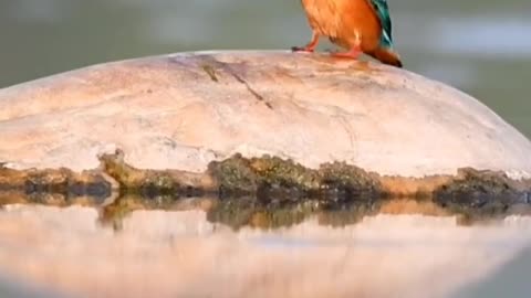 Wildlife in closer view with a natural perspective.