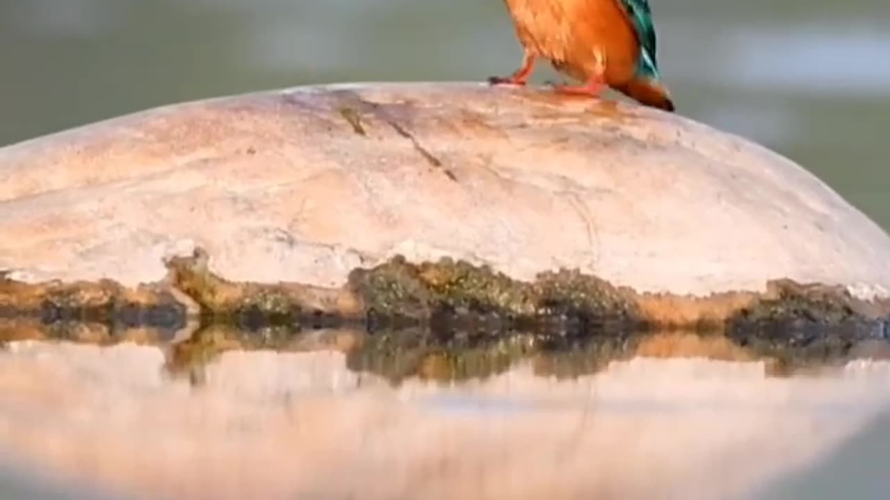 Wildlife in closer view with a natural perspective.