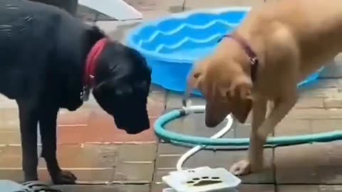 Happy Moments Of Love And Fun #shorts #viral #shortsvideo #video