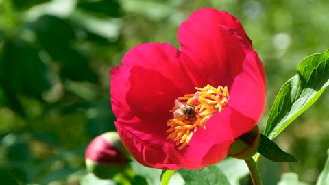 Flower peony bee